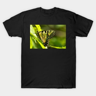 Eastern Tiger T-Shirt